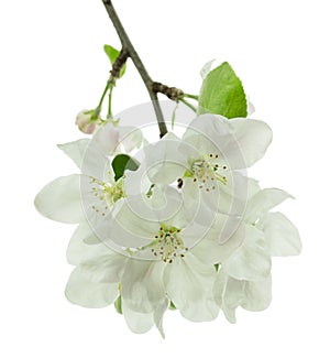 Spring blossom: branch of a blossoming apple tree.  isolated.  Apple trees flowers. Spring flowering of trees
