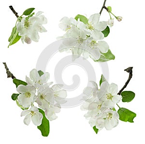 Spring blossom: branch of a blossoming apple tree. isolated. Apple trees flowers. Spring flowering of trees