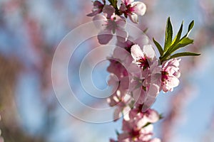 spring blossom branch of peach nectarine