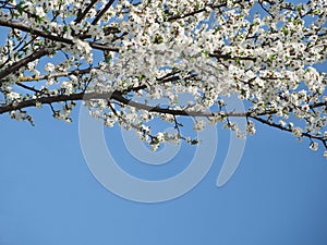 Spring blossom branch on sky blue background