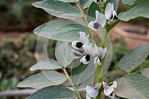 Spring blossom of broad beans plant in vegetables garden