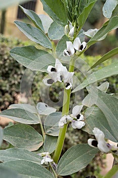 Spring blossom of broad beans plant in vegetables garden