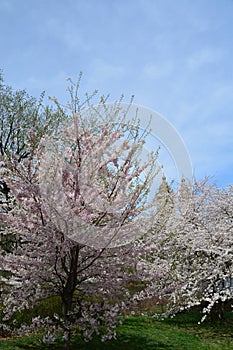 Spring blossom in Central Park