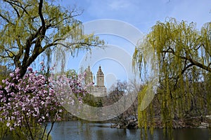 Spring blossom in Central Park