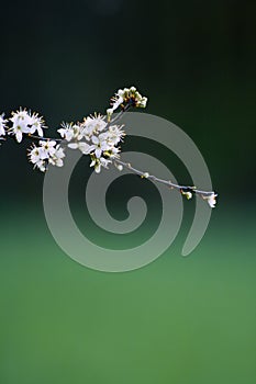 Spring blossom - cherry branch