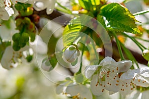 Spring blossom of cherry fruit tree in orchard