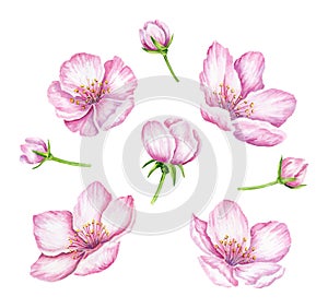 Spring Blossom. Cherry pink flowers. Blooming branch