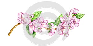 Spring Blossom. Cherry pink flowers. Blooming branch