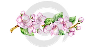 Spring Blossom. Cherry pink flowers. Blooming branch