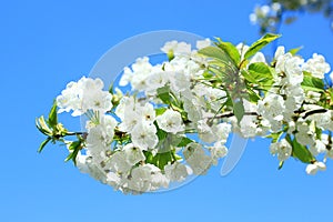Spring blossom of cherry tree