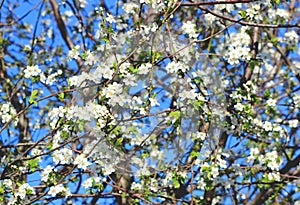 Spring blossom cherry tree