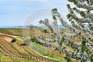 Spring blossom cherry tree in vineyard.South Moravia. Czech Republic.
