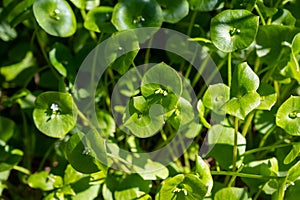 Spring blossom of Claytonia perfoliata or miner`s lettuce, Indian lettuce, spring beauty, winter purslane