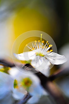 Spring Blossom Closeup