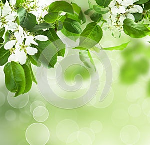 Spring blossom - floral border