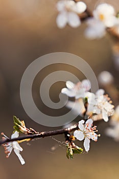 Spring blossom flower with dew drops