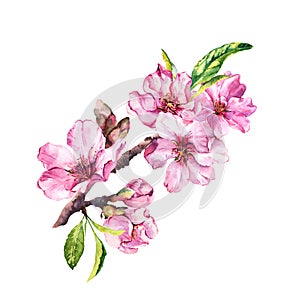 Spring blossom flowers, flowering pink sakura, cherry in springtime. Watercolor floral branch