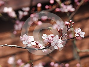 Spring blossom fragrant and new