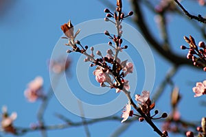 Spring blossom fragrant and new