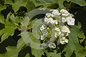 Hydrangea quercifolia branch with leaves and white inflorescence photo