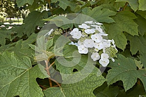 Hydrangea quercifolia branch with leaves and white inflorescence photo