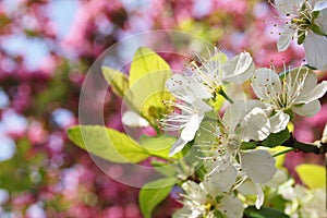 Spring blossom impression