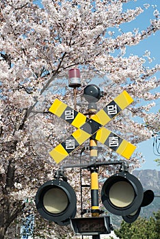 Spring Blossom jinhae railway crossing sign Korea