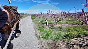 Spring blossom journey on horse cart