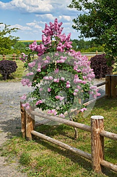 Spring blossom lilac bush and wooden village fence. Garden design