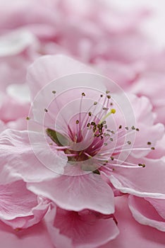 Spring blossom macro