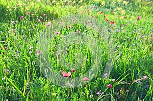 Spring blossom meadow under sun shining.