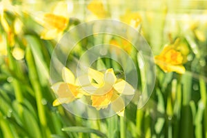 Spring blossom narcissus daffodils yellow sunlit flowers