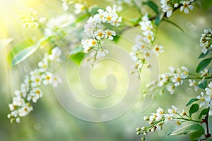 Spring blossom nature background