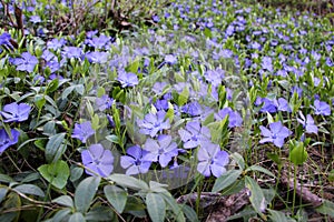 Spring blossom of periwinkle small (Vinca minor