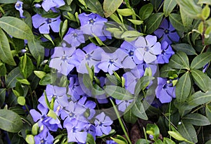 Spring blossom of periwinkle small (Vinca minor