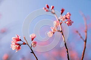 Spring blossom pink flowers Beautiful nature