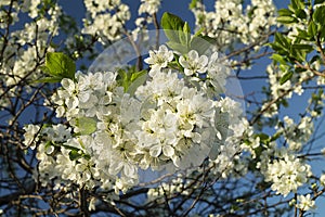 Spring blossom of the prune in garden