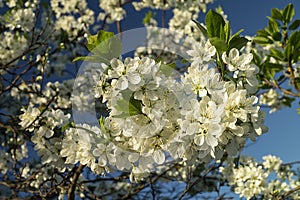 Spring blossom of the prune in garden