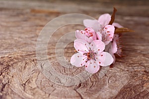 Spring blossom on rustic wooden plank