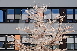 Spring blossom sakura cherry tree in inner yard of modern office building