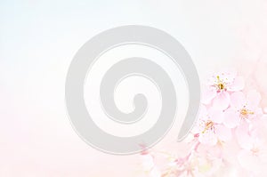 Spring blossom/springtime cherry bloom on blue sky background