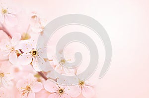 Spring blossom/springtime cherry bloom, bokeh flower background