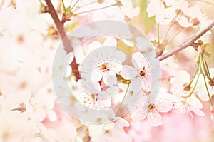 Spring blossom/springtime cherry bloom, bokeh flower background