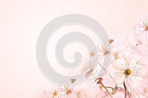 Spring blossom/springtime cherry bloom, bokeh flower background