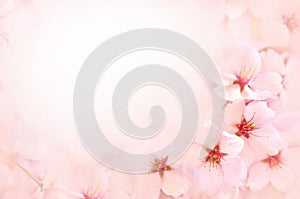 Spring blossom/springtime cherry bloom, bokeh flower background