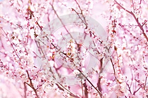 Spring blossom/springtime cherry bloom, bokeh flower background