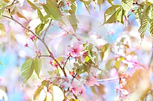 Spring blossom/springtime cherry bloom, bokeh flower background