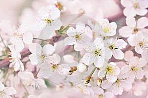 Spring blossom/springtime cherry bloom, bokeh flower background