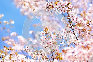 Spring blossom/springtime cherry bloom, bokeh flower background, pastel and soft floral card