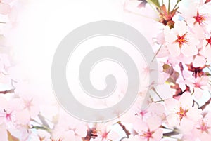 Spring blossom/springtime cherry bloom, bokeh flower background, pastel and soft floral card